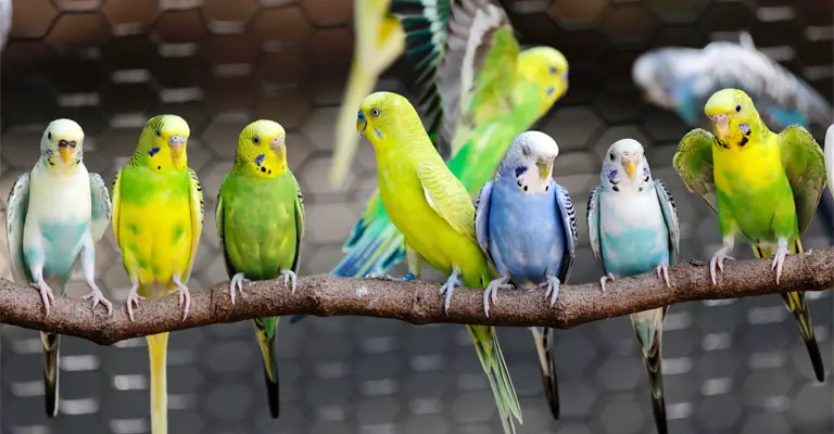 Why Do Parakeets Whistle