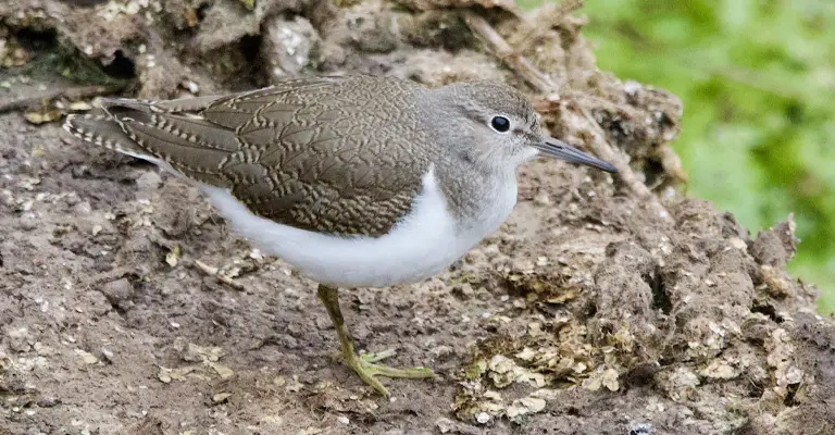 Why Do Sandpipers Sometimes Hop On One Leg