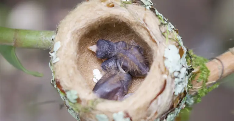 Why Do You Never See Baby Hummingbirds: Myth Busted