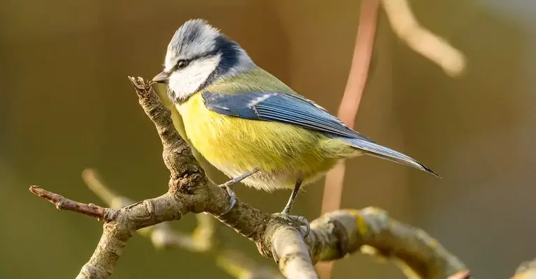 Why Does This Blue Tit Desperately Want to Come Inside?