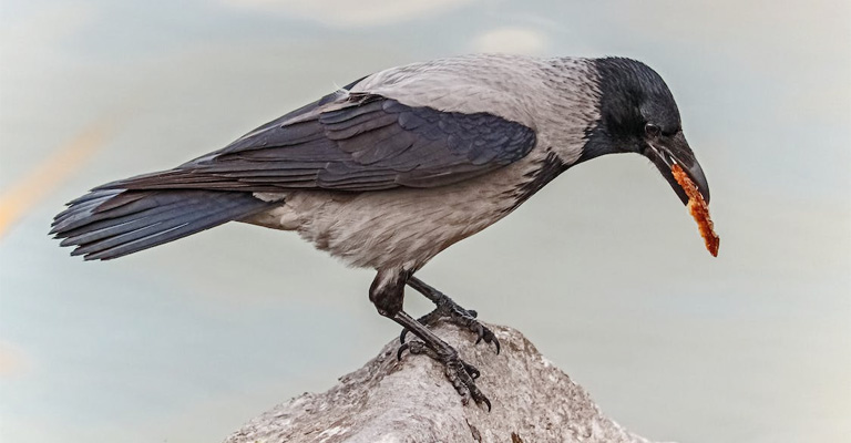 How To Befriend a Crow