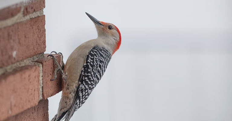 Why Is A Woodpecker Pecking on My House