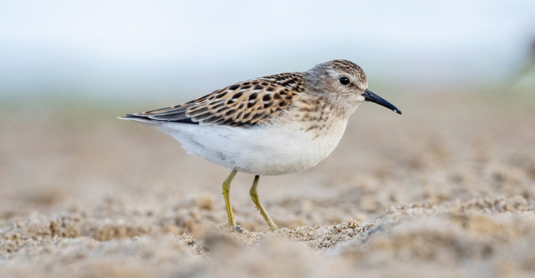 Why Do Sandpipers Show Off Their Catch