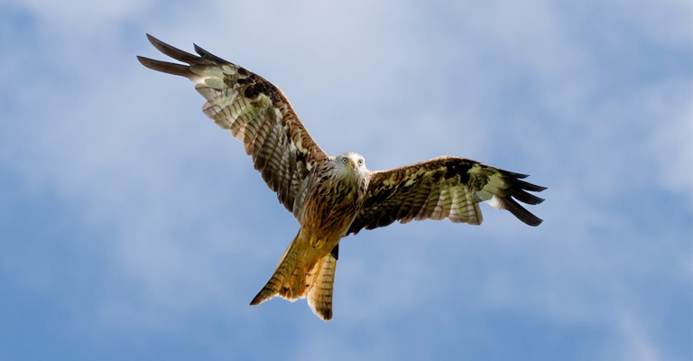 Why Is The Red Kite Bird Disturbed By Wind Turbines