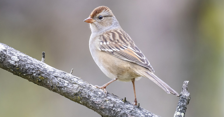 Is the Sparrow an Endangered Bird