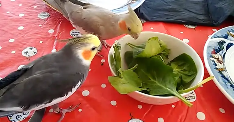 Why Should Cockatiels Eat Spinach
