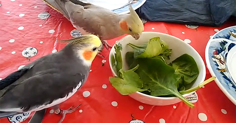 Why Should Cockatiels Eat Spinach