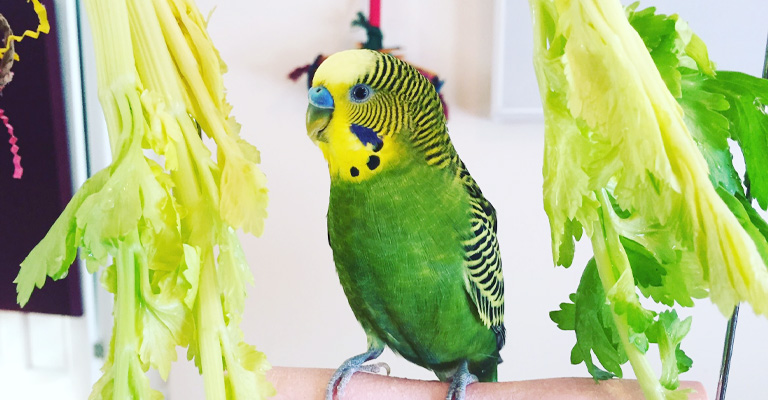 Why Should Parakeets Eat Kale
