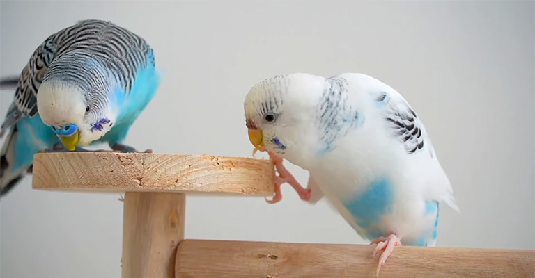 Do Parakeets Have a Pecking Order
