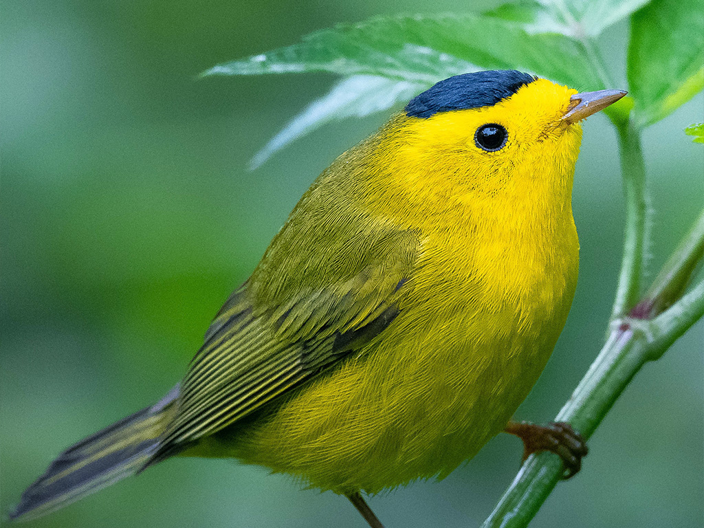 Wilson's Warbler