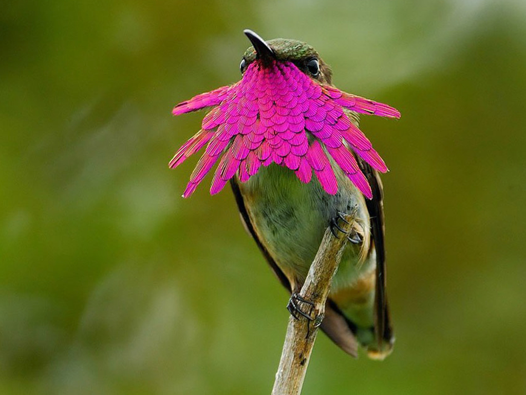 Wine-Throated Hummingbird