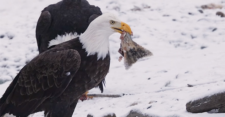 Winter's Mighty Hunters: Do Eagles Hibernate in The Winter?