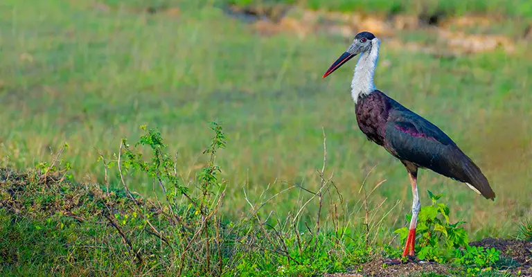 Woolly-Necked Stork