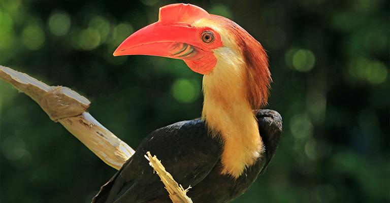 Writhed Hornbill