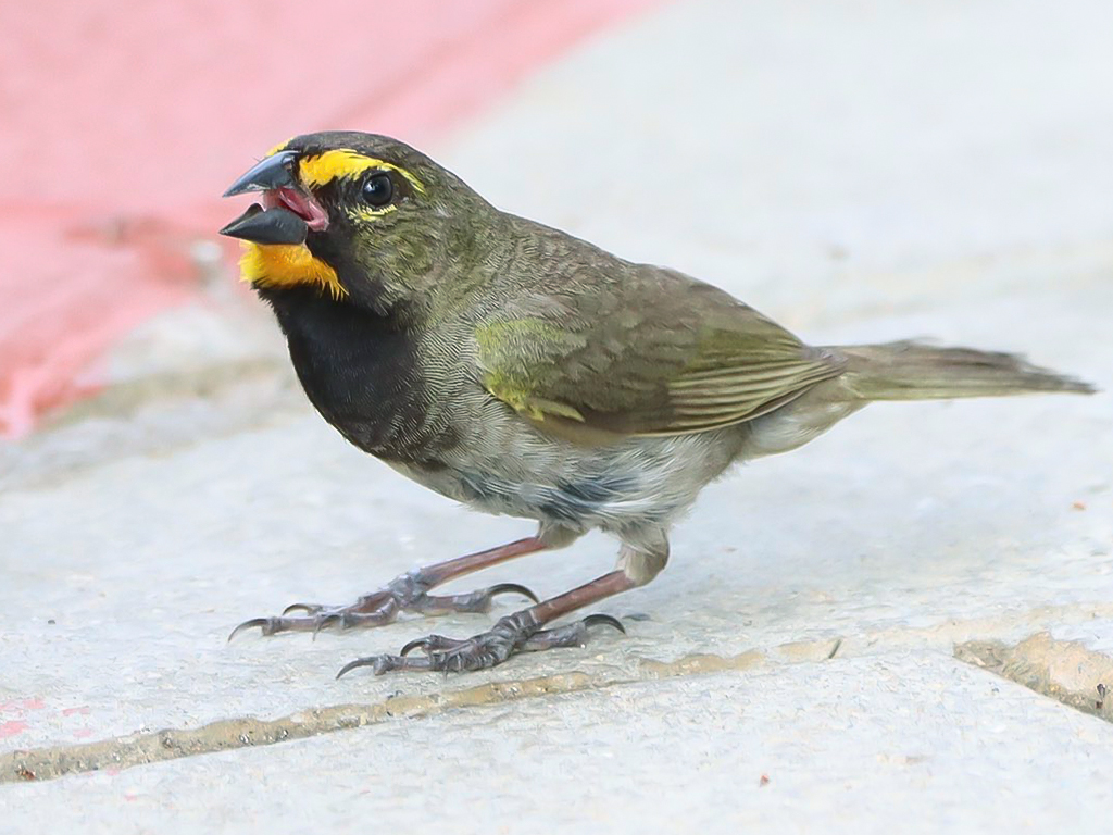 Yellow-Faced Grassquit