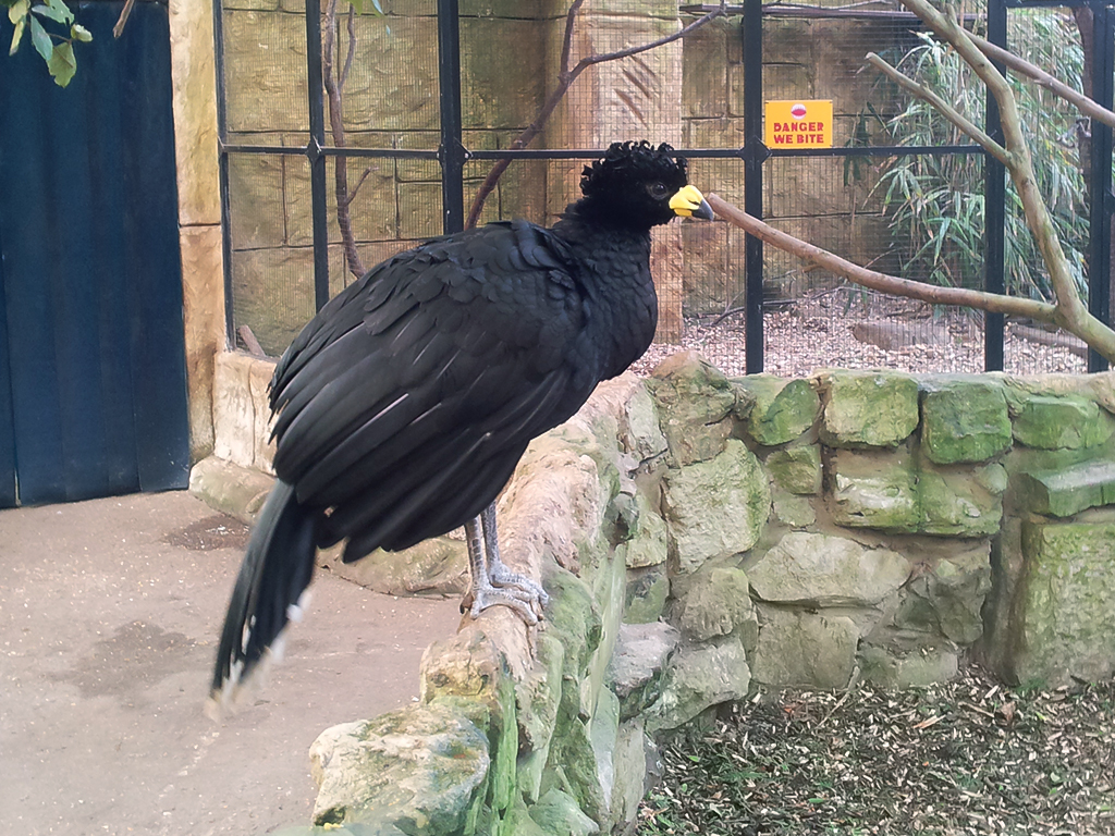 Yellow-Knobbed Curassow