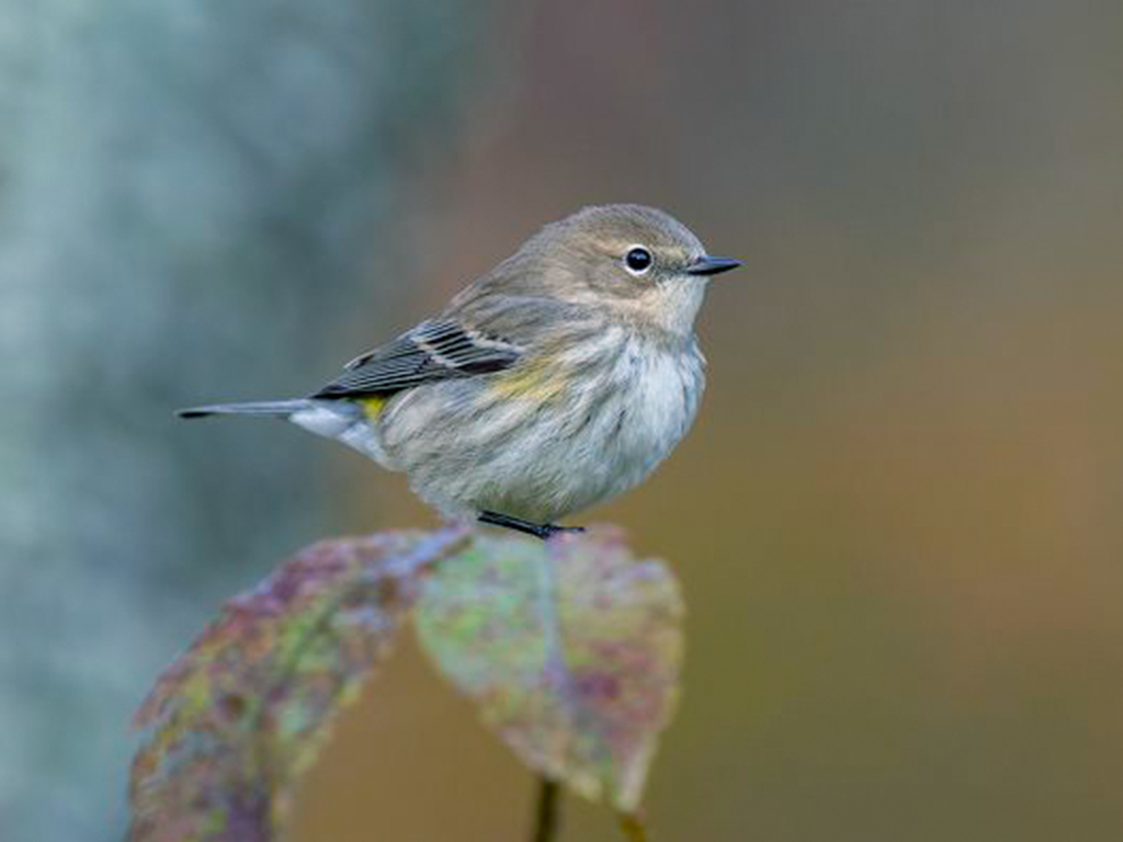 Yellow-Rumped Warbler
