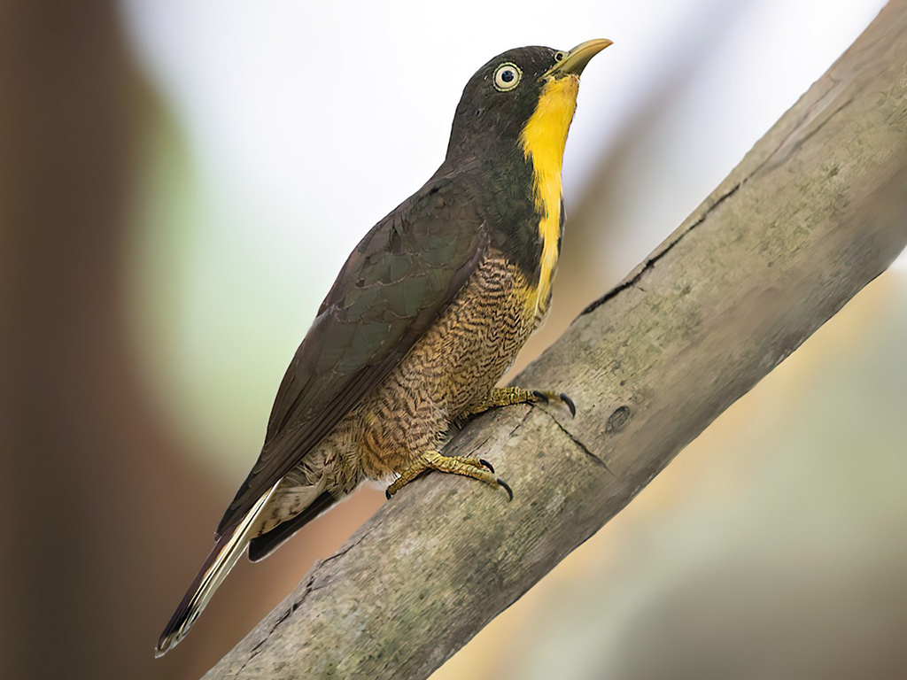 Yellow-Throated Cuckoo