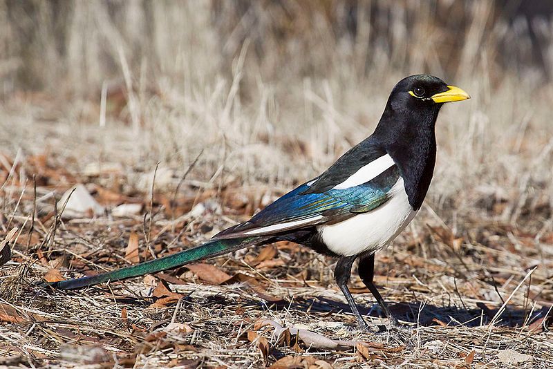 Yellow-billed_magpie__36