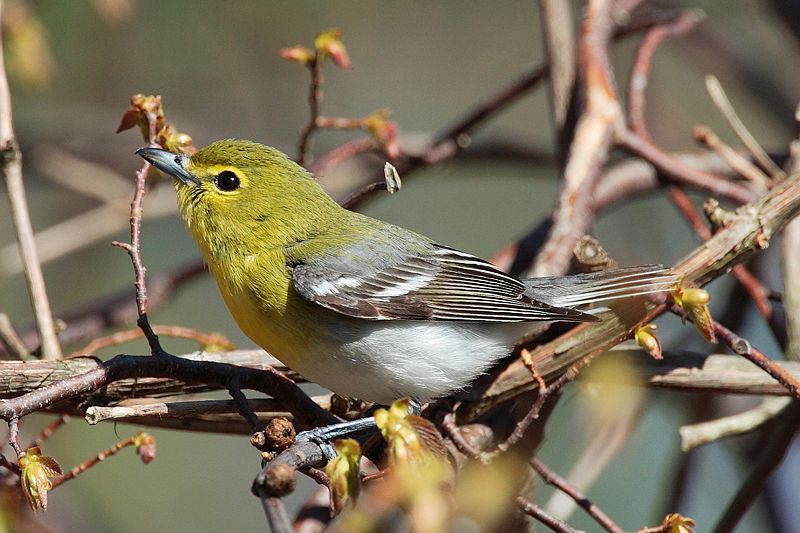 Yellow-throated vireo