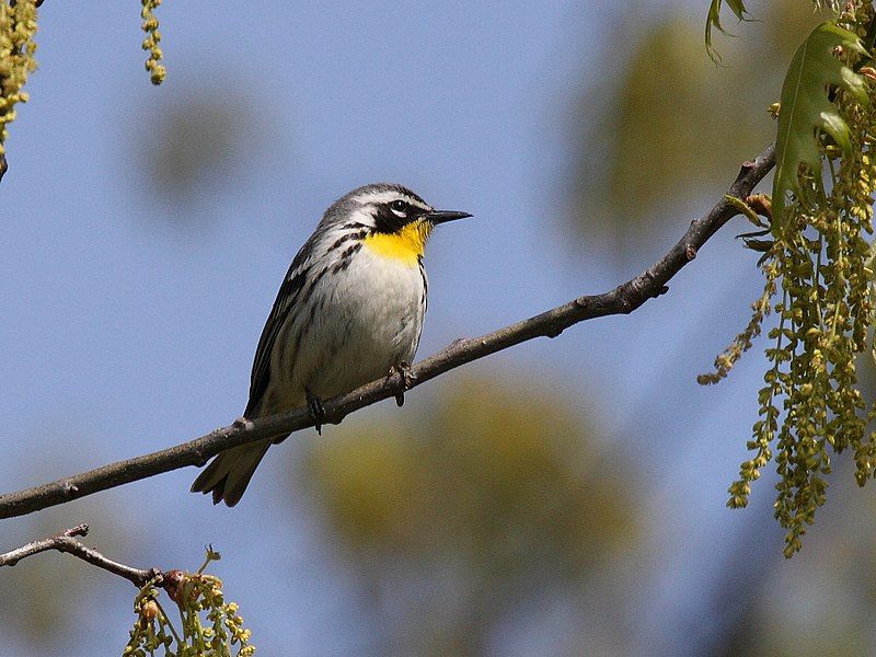 Yellow-throated warbler