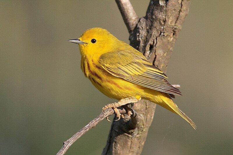 Yellow warbler