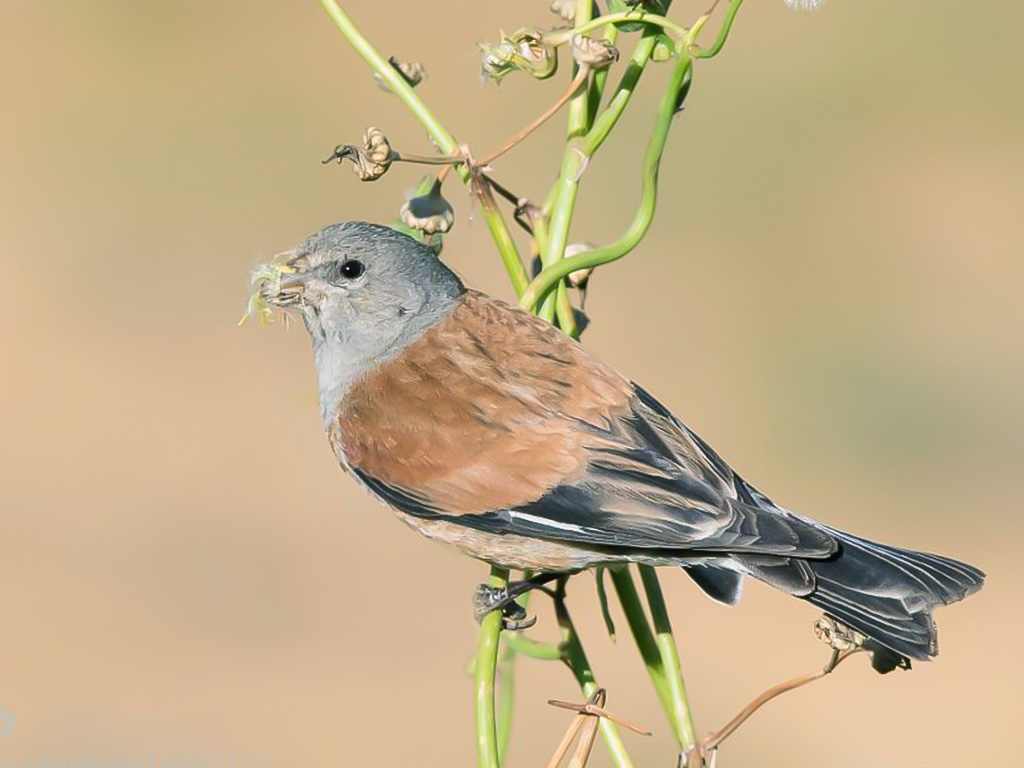 Yemen Linnet