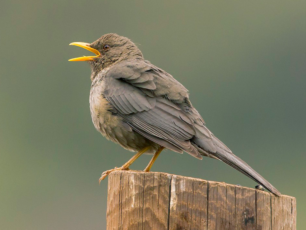 Yemen Thrush