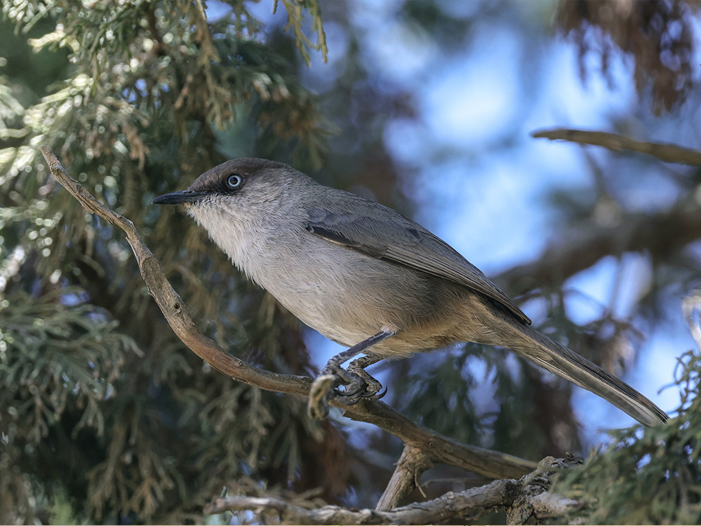 Yemen Warbler