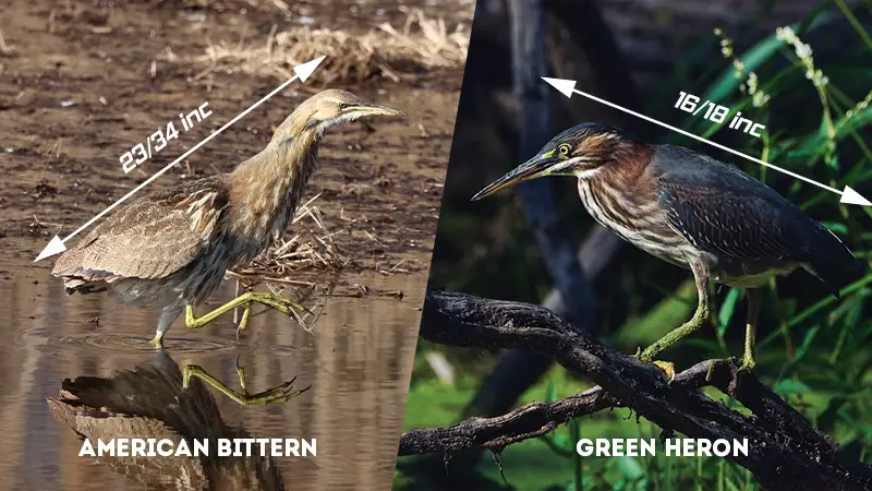 american bittern vs green heron Size