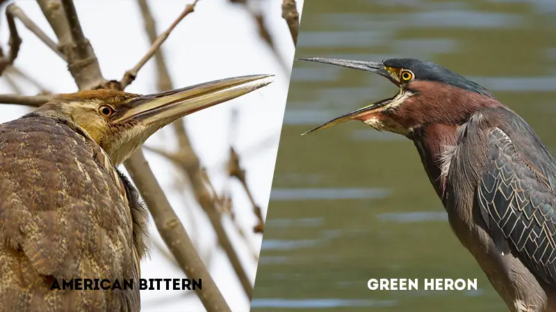 american bittern vs green heron Vocalization