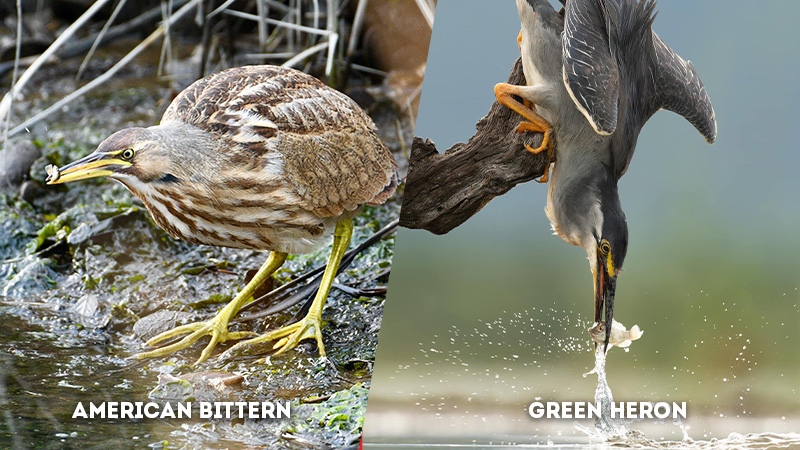 american bittern vs green heron Feeding Style