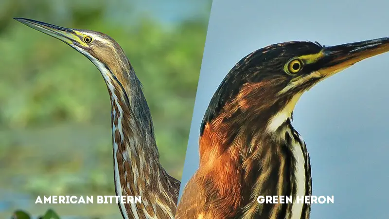 american bittern vs green heron Neck And Head