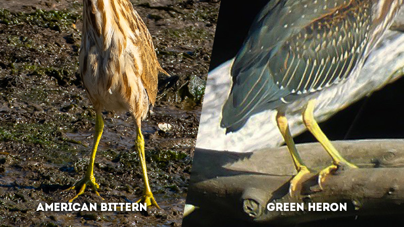 american bittern vs green heron Leg Color