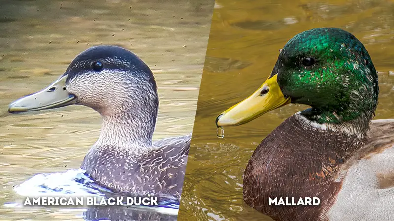 american black duck vs mallard head color