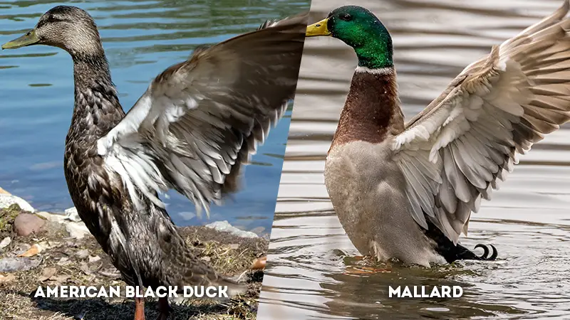 american black duck vs mallard underwing color