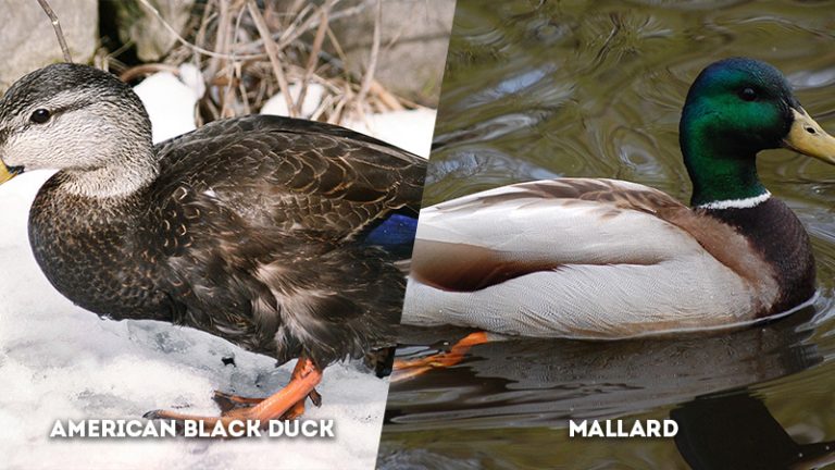 American Black Duck vs. Mallard: Let's Compare and Contrast - The ...