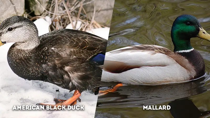 american black duck vs mallard Vody color