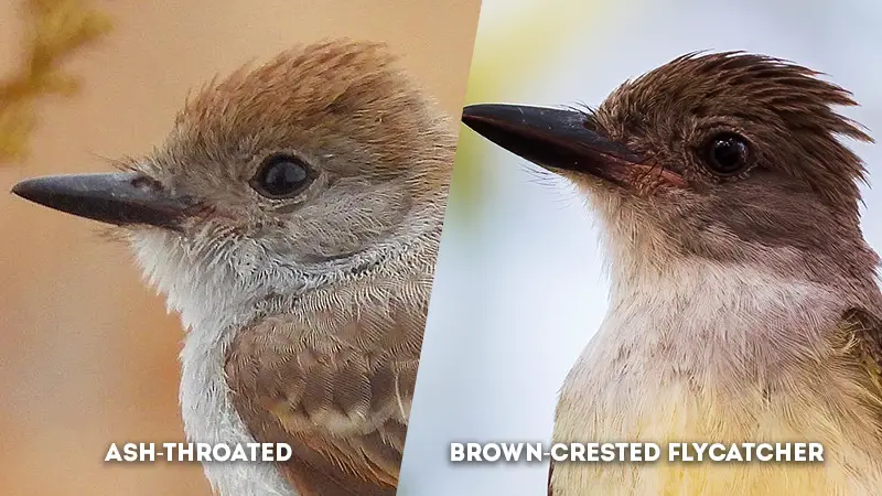 ash-throated vs brown-crested flycatcher Eyeline