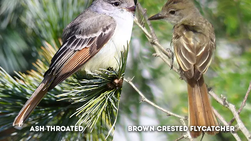 ash-throated vs brown-crested flycatcher Tail Shape