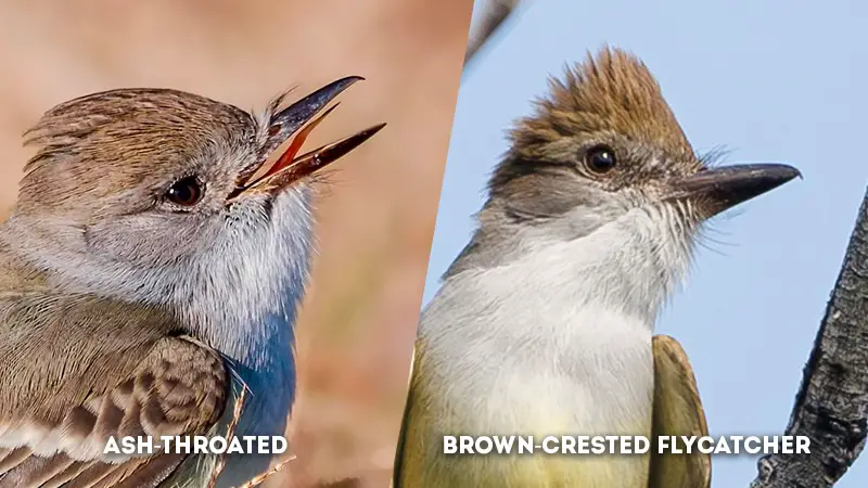 ash-throated vs brown-crested flycatcher Throat color