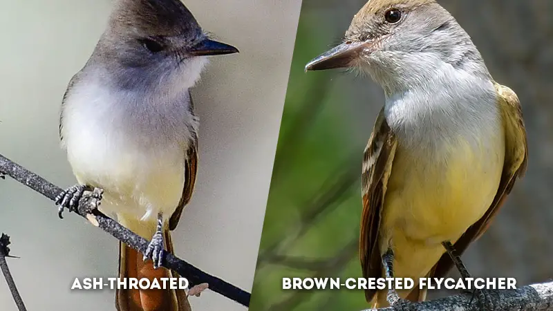 ash-throated vs brown-crested flycatcher Breast and Belly