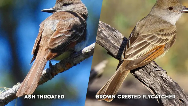 ash-throated vs brown-crested flycatcher Tail