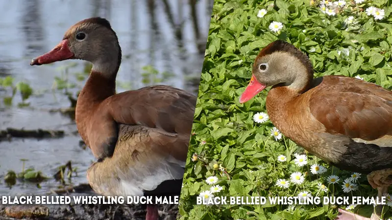 black-bellied whistling duck male vs female Face