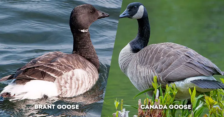 brant vs canada goose body color