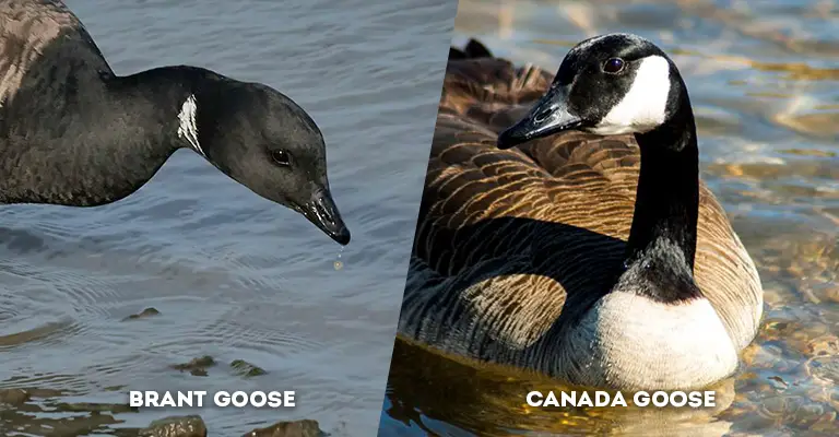 brant vs canada goose head color