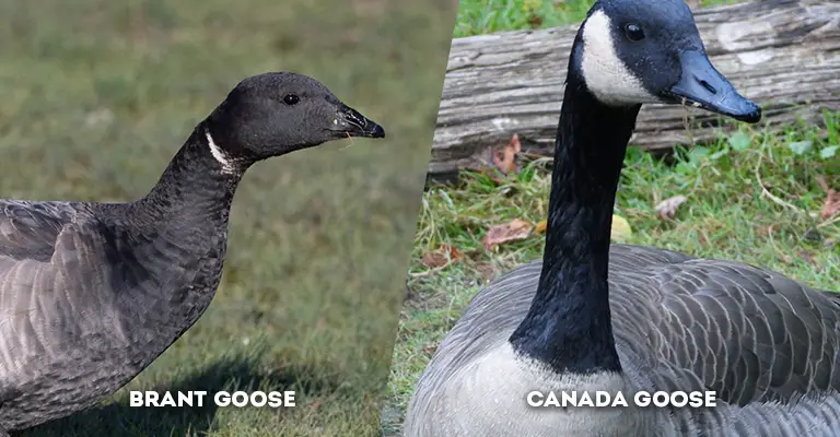 brant vs canada goose neck