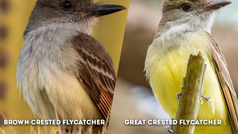 brown-crested flycatcher vs great crested flycatcher chest color