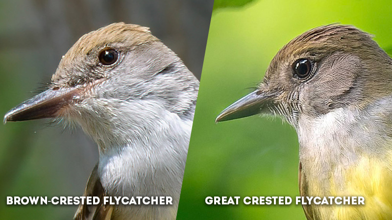 brown-crested flycatcher vs great crested flycatcher eye ring color