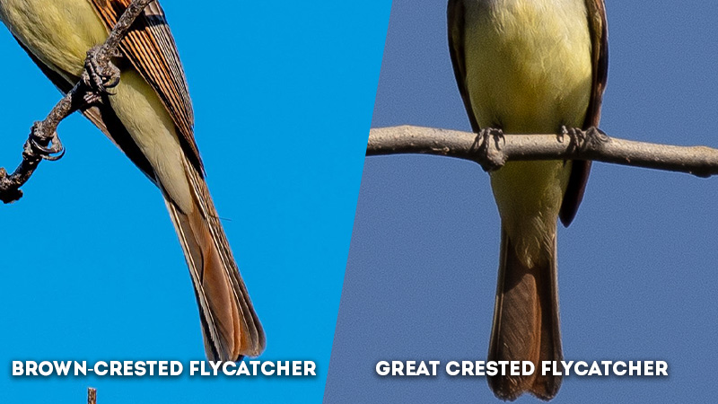 brown-crested flycatcher vs great crested flycatcher tail color